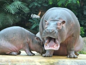 zoo-24931_960_720
